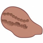 Hidden Desire Bangers Big Ass Banger Vibrating Brown Hidden Desire Bangers Big Ass Banger Vibrating Brown